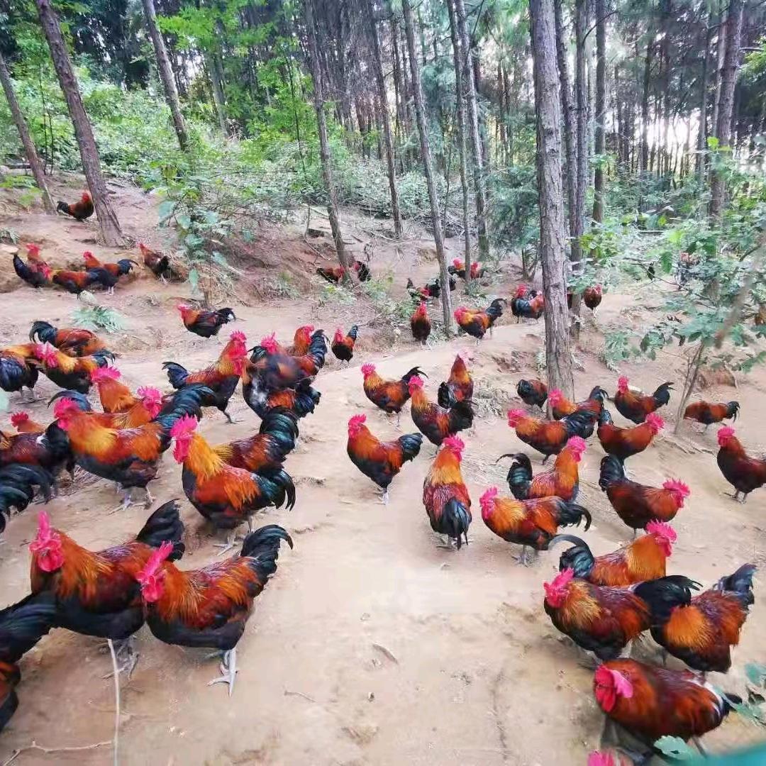 铜梁区小夏鲜肉店