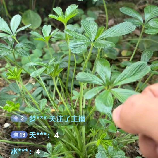 农村生活1234567