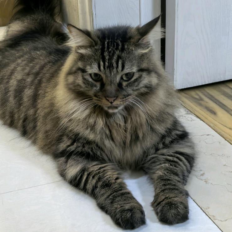 宝宝是个流浪猫