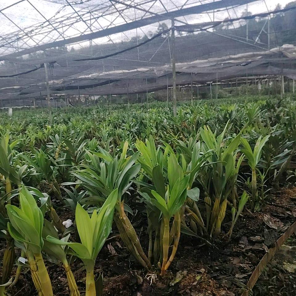 明桥石斛