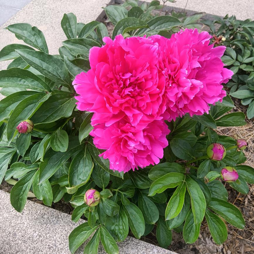 百合幽梦🌺🌹74年腊月虎🌹🌺