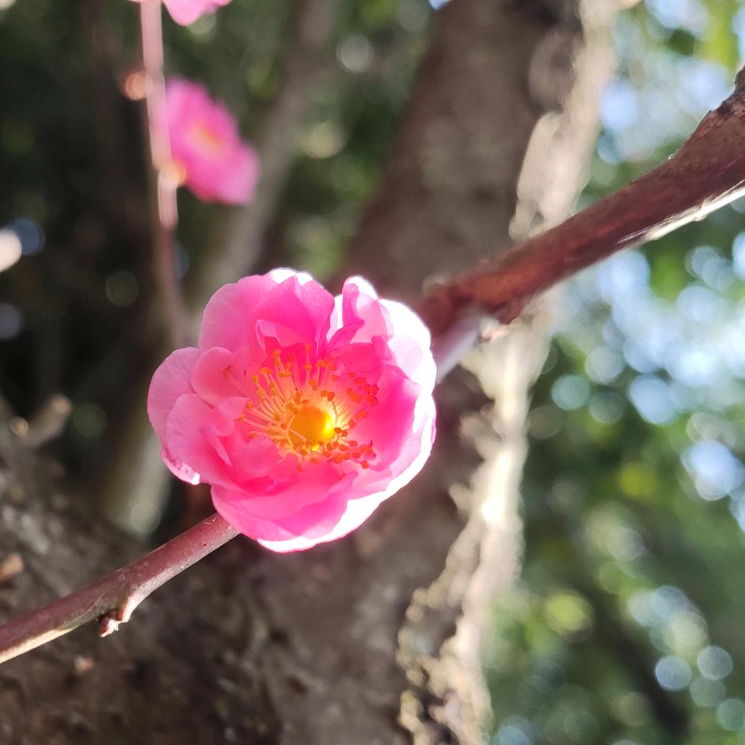 旺仔今天很高兴✨