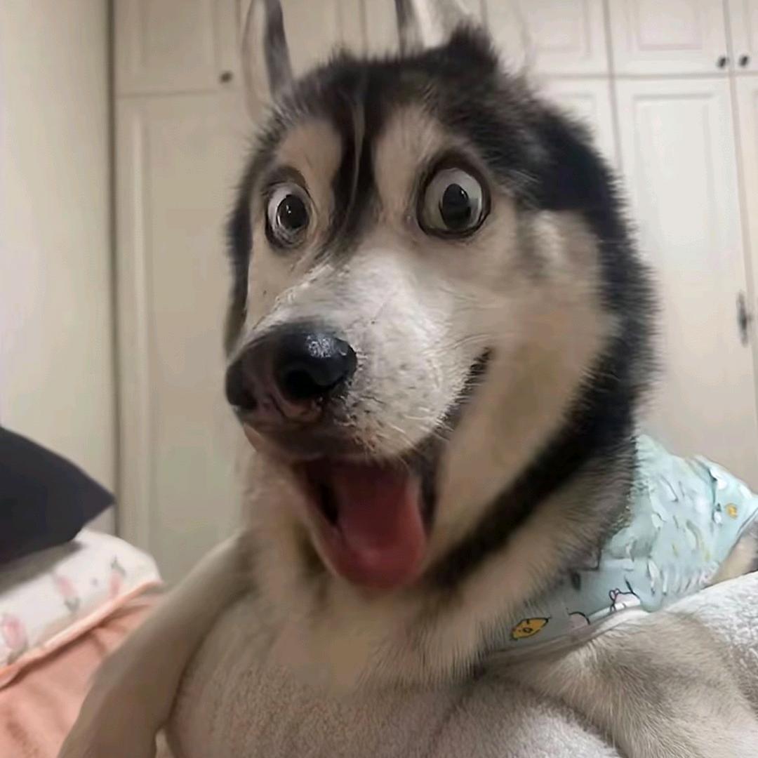 胖胖杰（直播小切片）