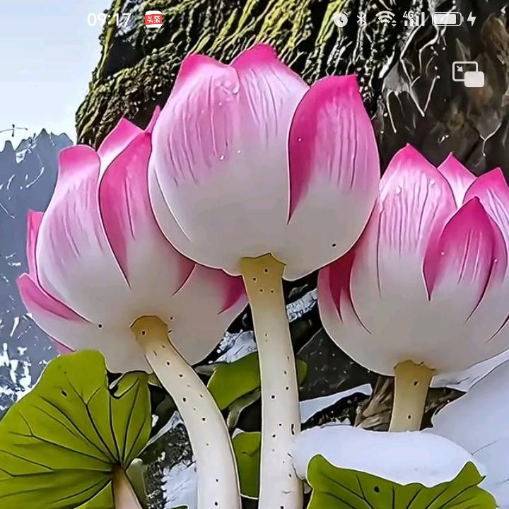 花好月圆