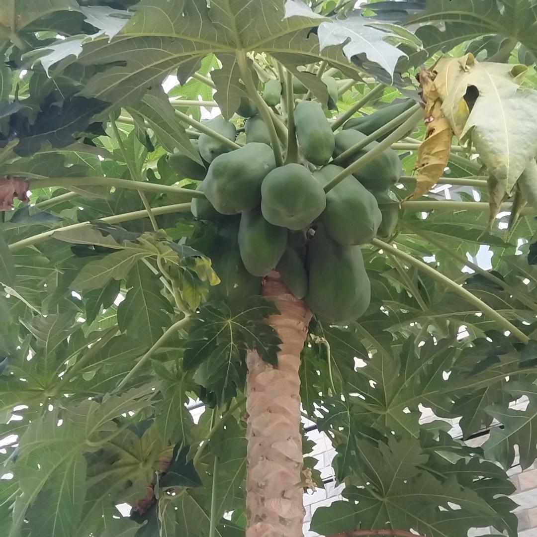皓月争辉