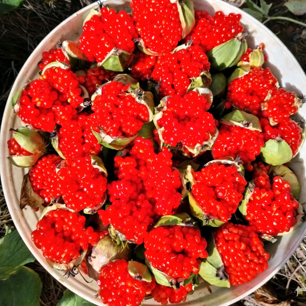 云南种植滇重楼