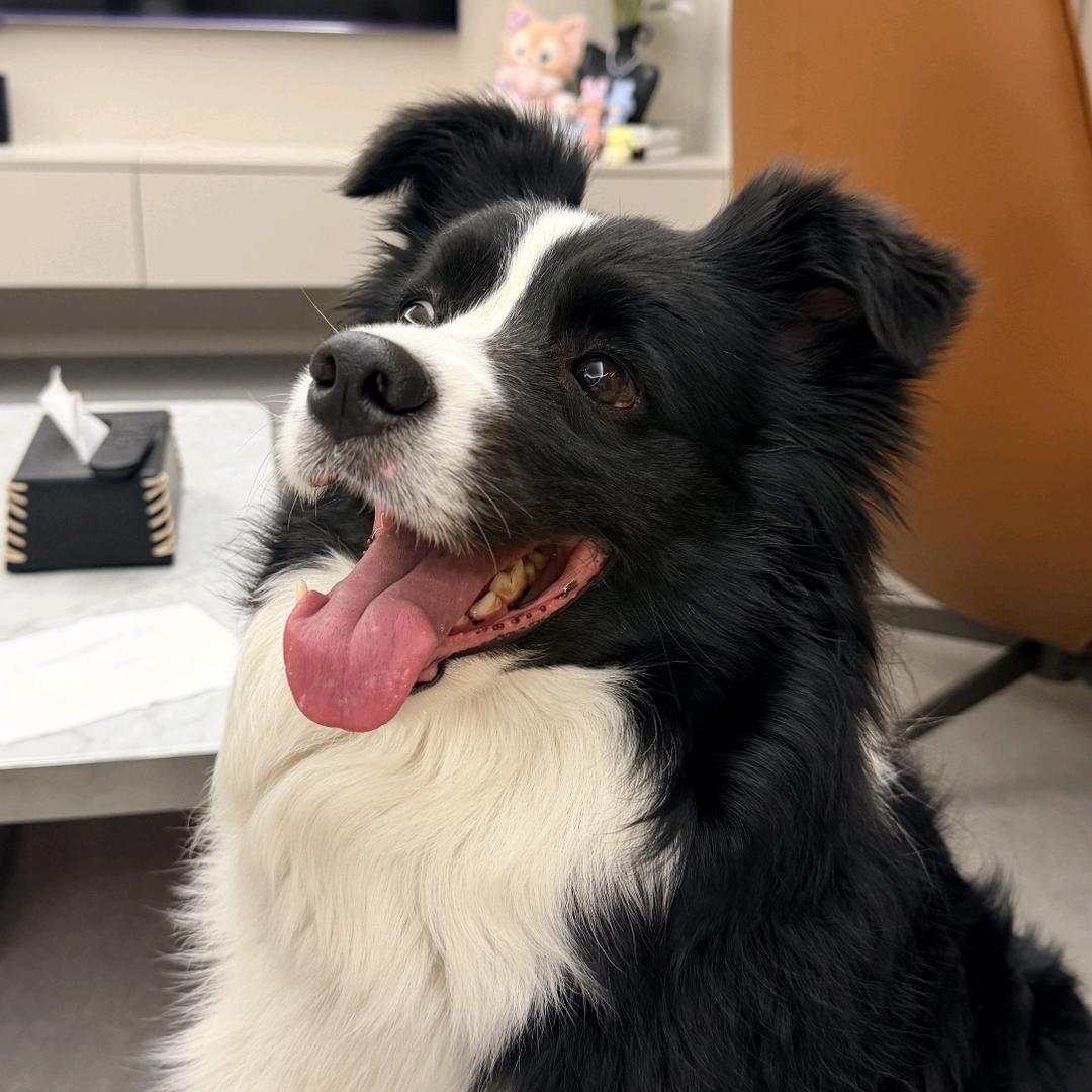 花卷的星辰星愿