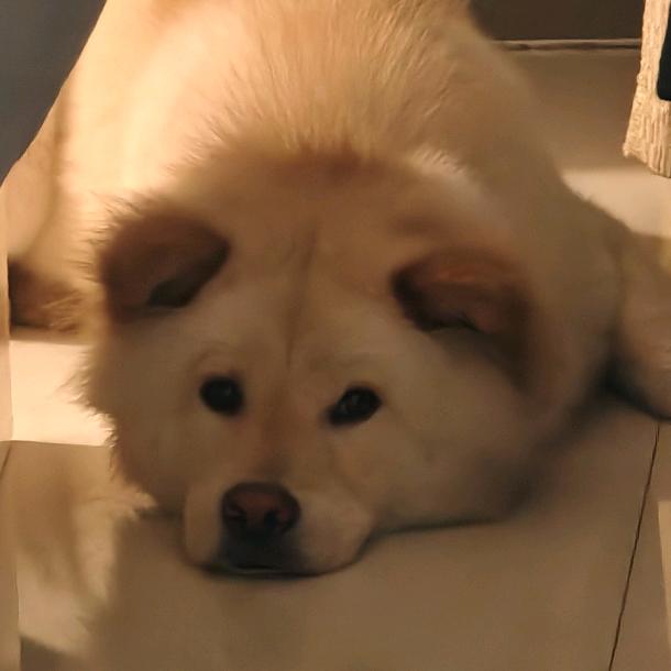 蟹黄堡日记