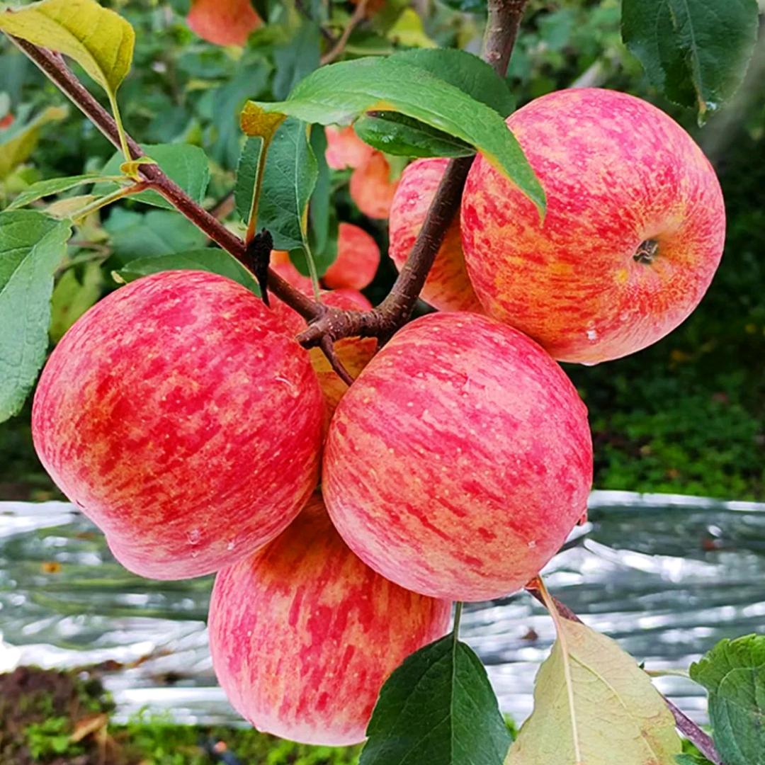 苹果🍎🍎🍎