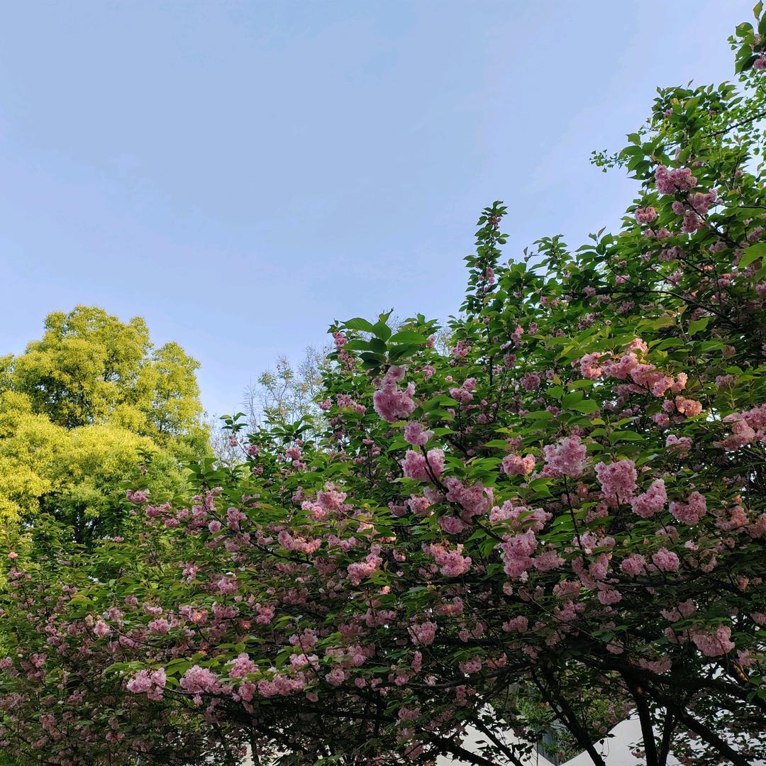陌上花开