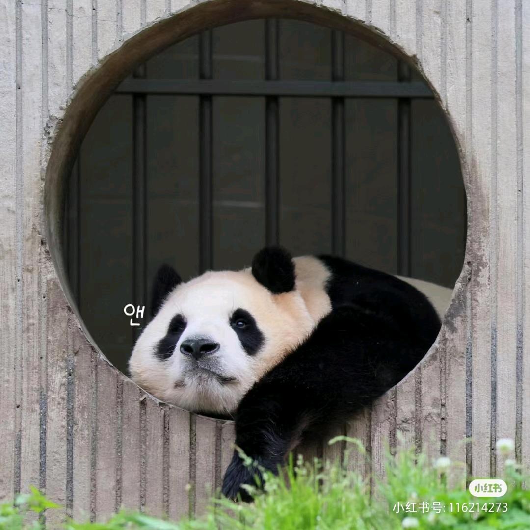 雪球