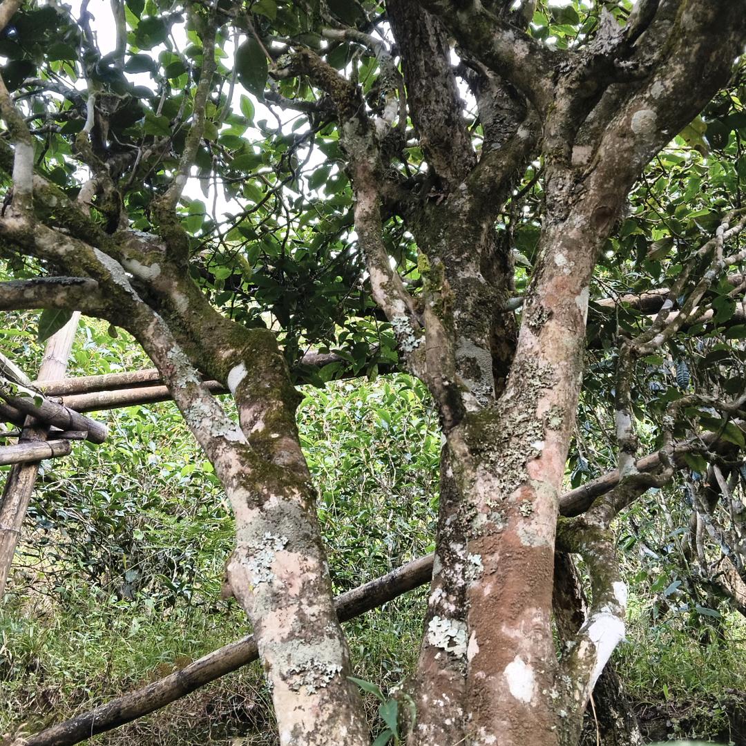 拉祜號茶叶🍃啊明🍃