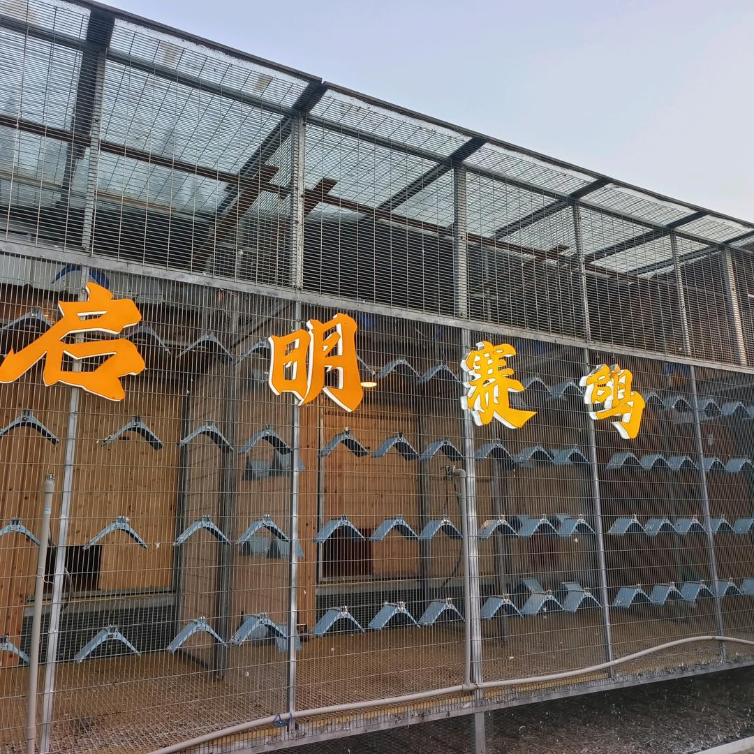 启明赛鸽