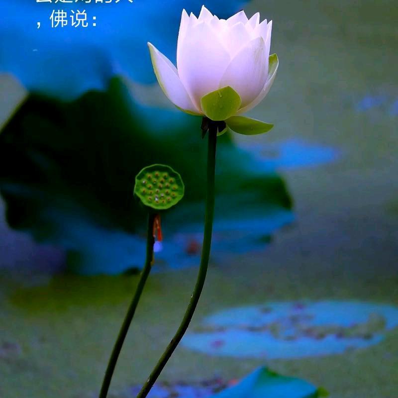 问佛