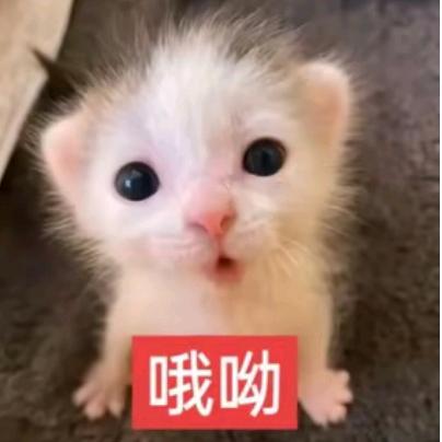 树野