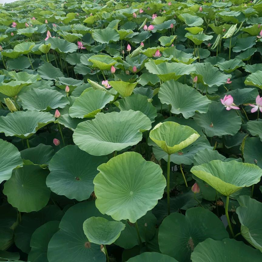 小静静