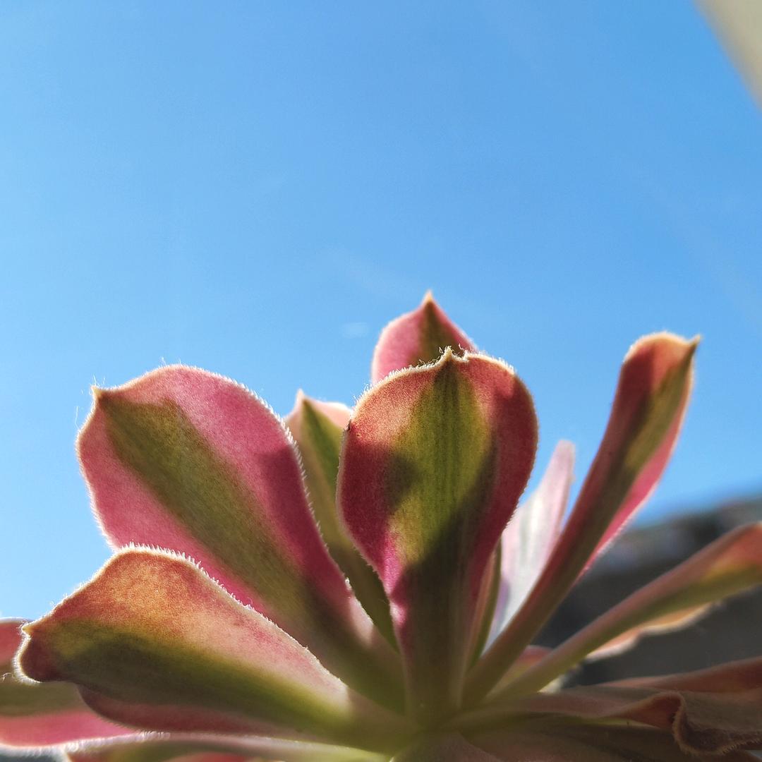 云裳樱樱