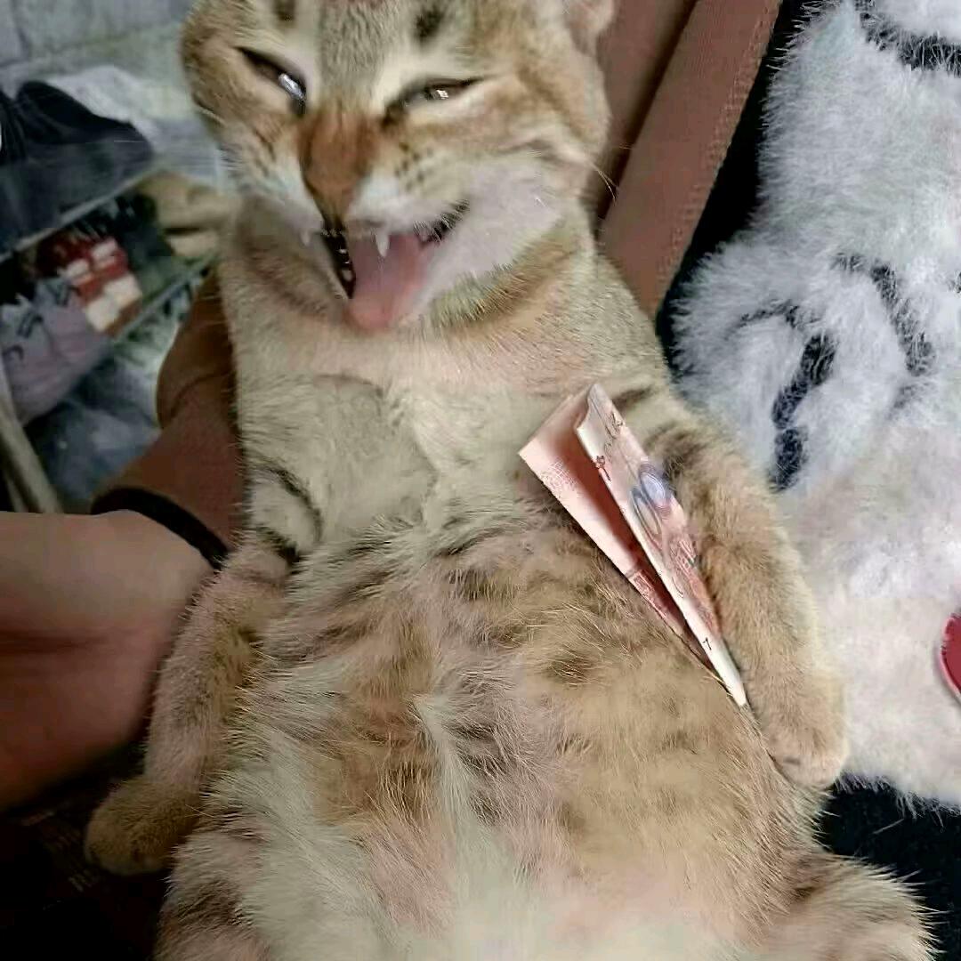 所属头像