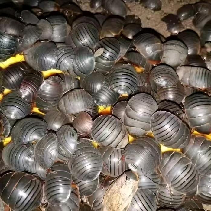 土元竹虫养殖基地—轩轩