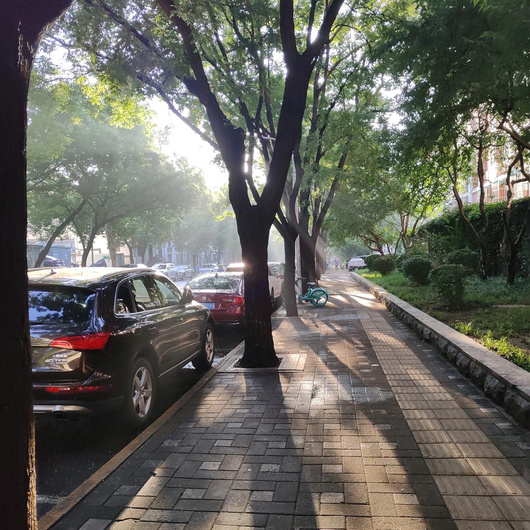 楠树之叶