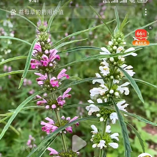 赵家大小姐