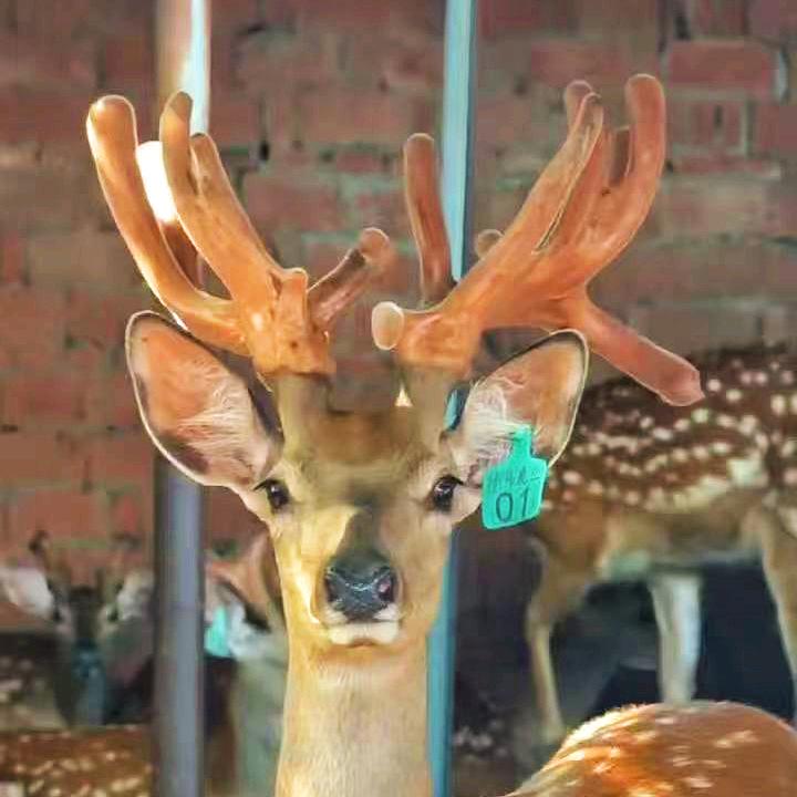 云南鸿强梅花鹿养殖✿̶҉̶͜🦌🦌
