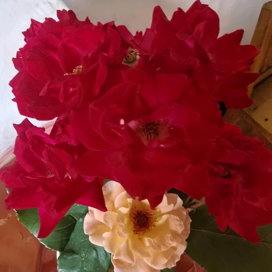 川妹❤每晚七点二十准时首播。👏🏻