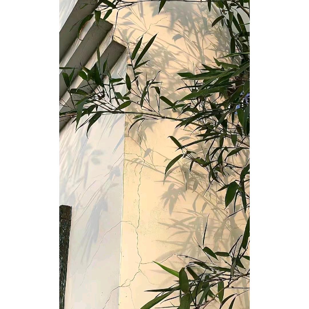 野树的故事汇📽