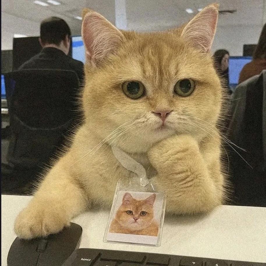 小᳐猫᳐੭