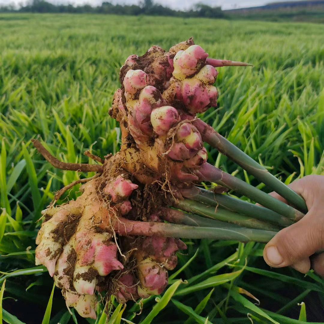 云南姜农产品15年