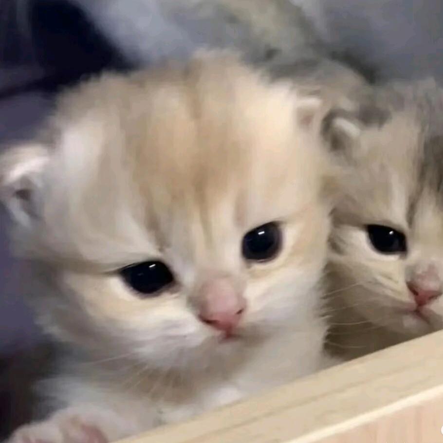 烬生莲（求推荐吧。）