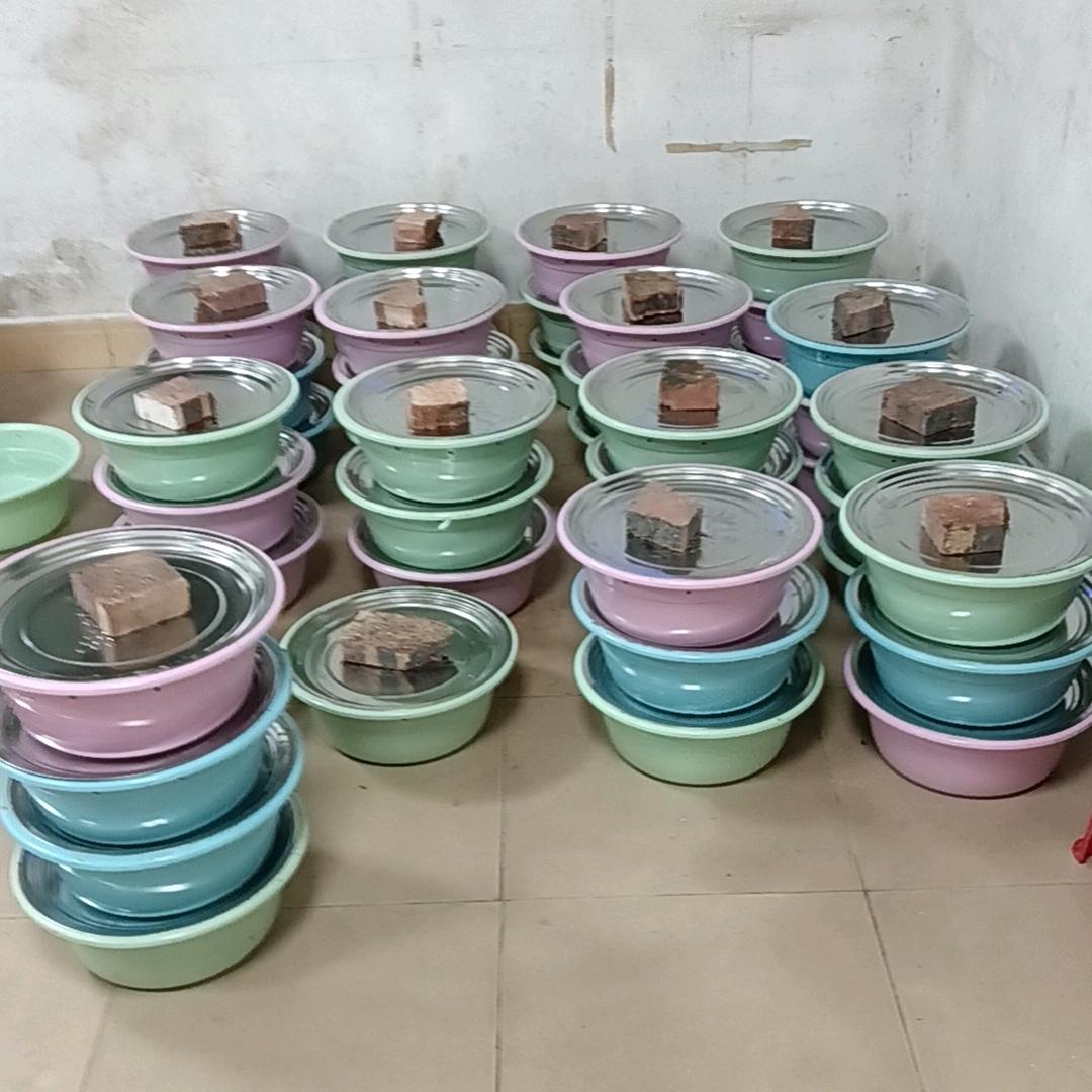 广东惠州，竹虫养殖!