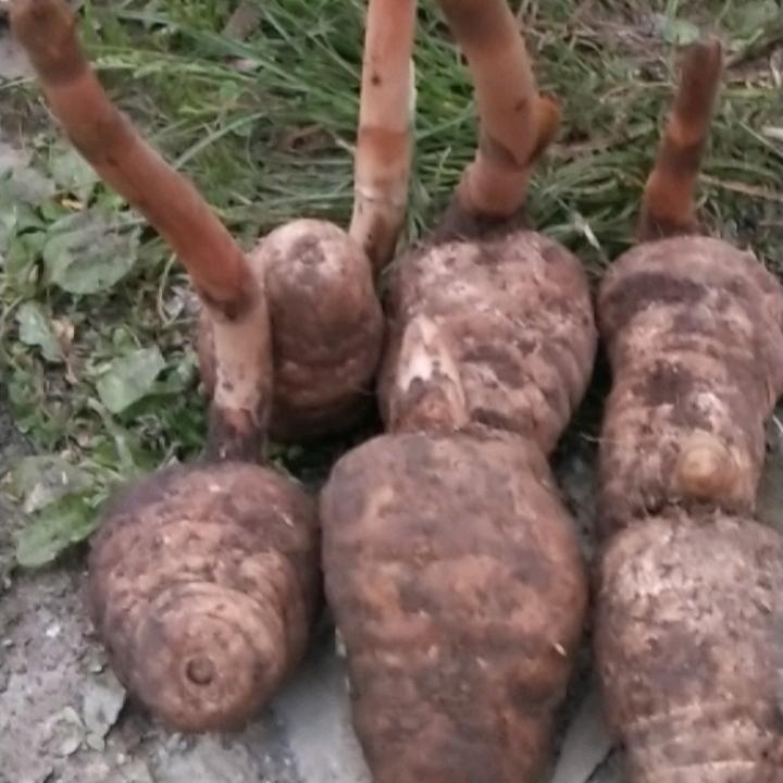 昭通小草坝乌天麻