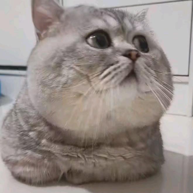 摘🌟✨陈🐰