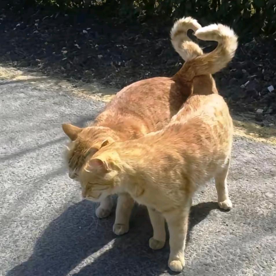 康忙北鼻