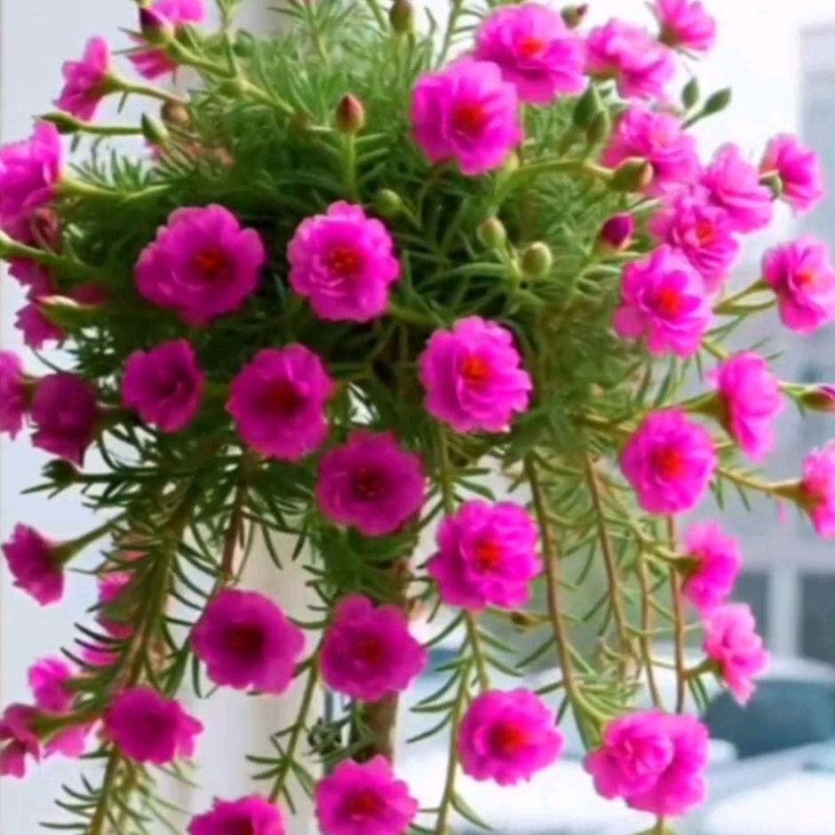 红玫瑰🌹🌹🌹🌹