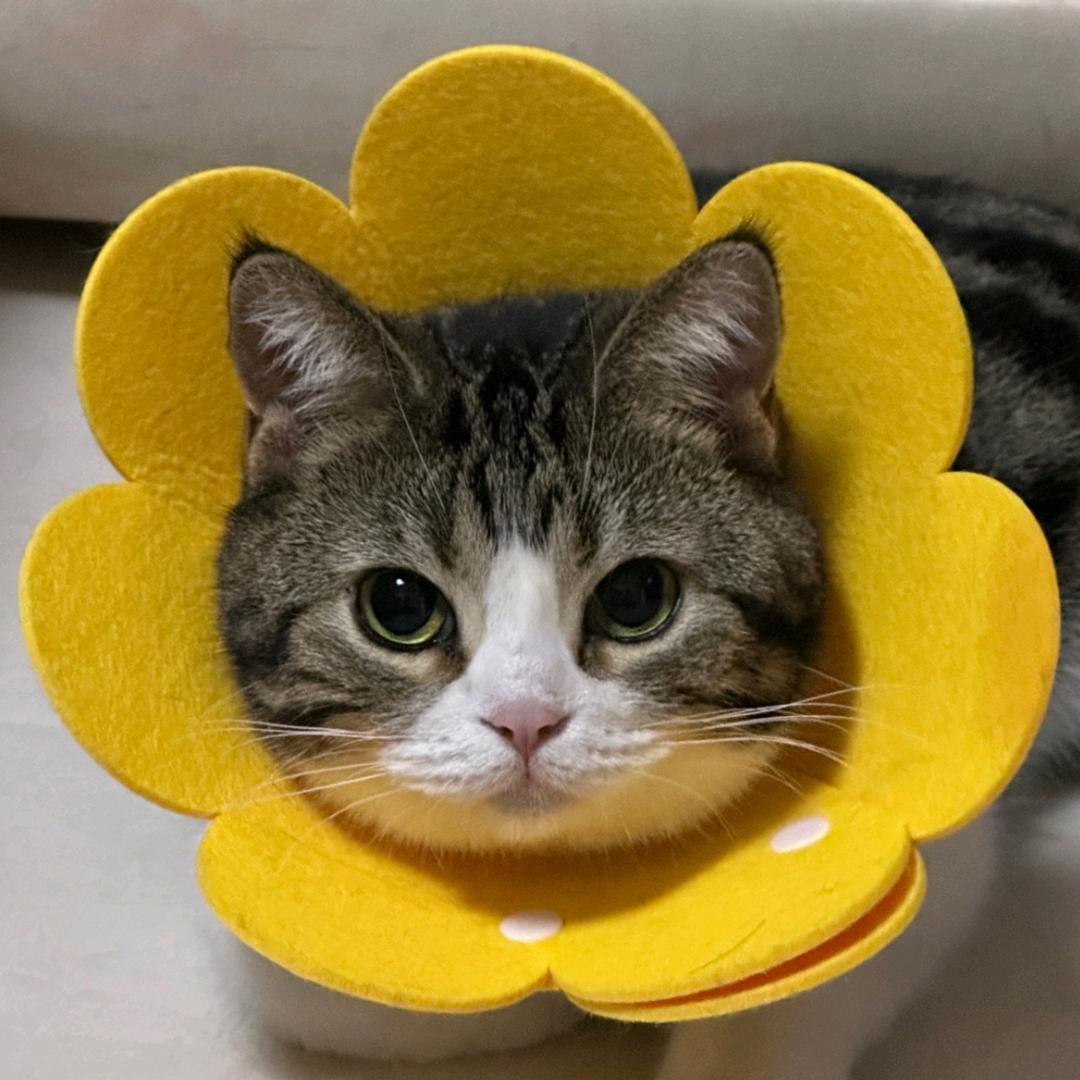 岁岁的助眠小屋