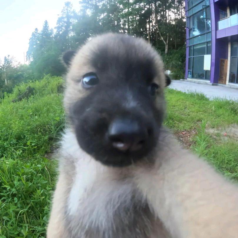 小裘克(游戏直播)