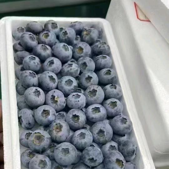 云南蓝莓一件代发