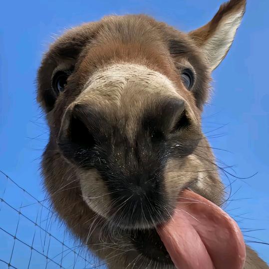 吃不饱🍔🍕🍟🌾
