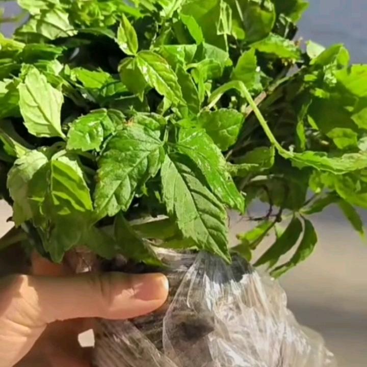 中药材种植  小唐