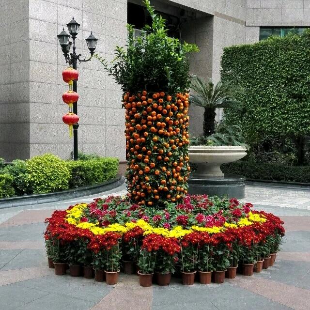 我行我素