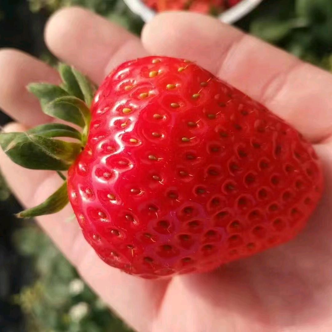 芦庙草莓🍓采摘园