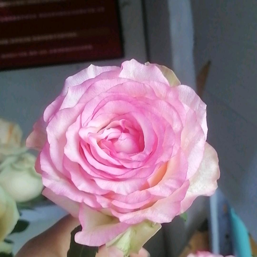 古月雅轩的都江堰花果食铺