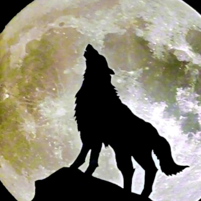 丿夜丶孤狼🐺🐺🐺