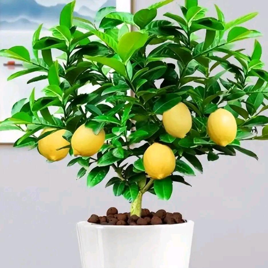 锦绣园林花卉盆景