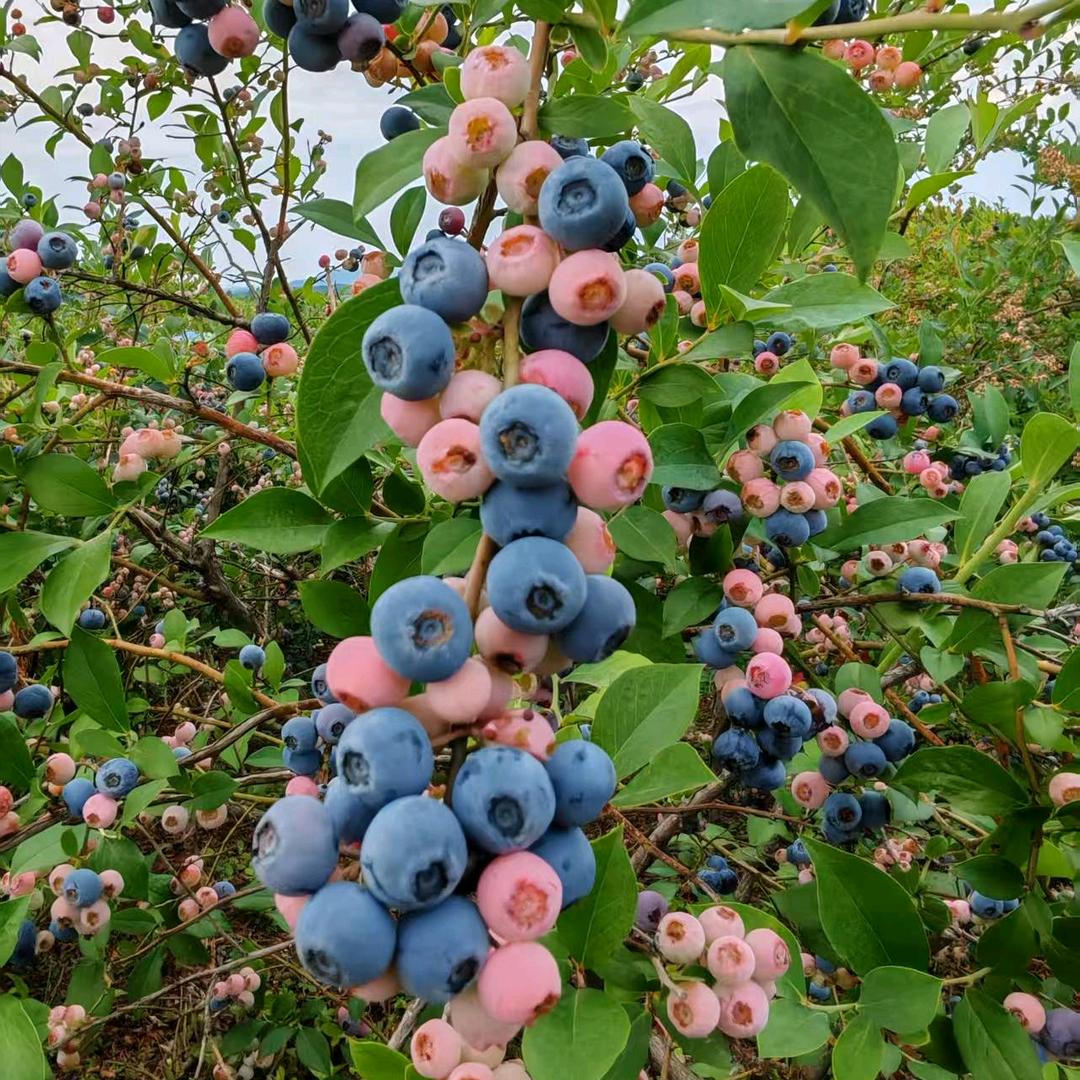池州九华蓝莓采摘园