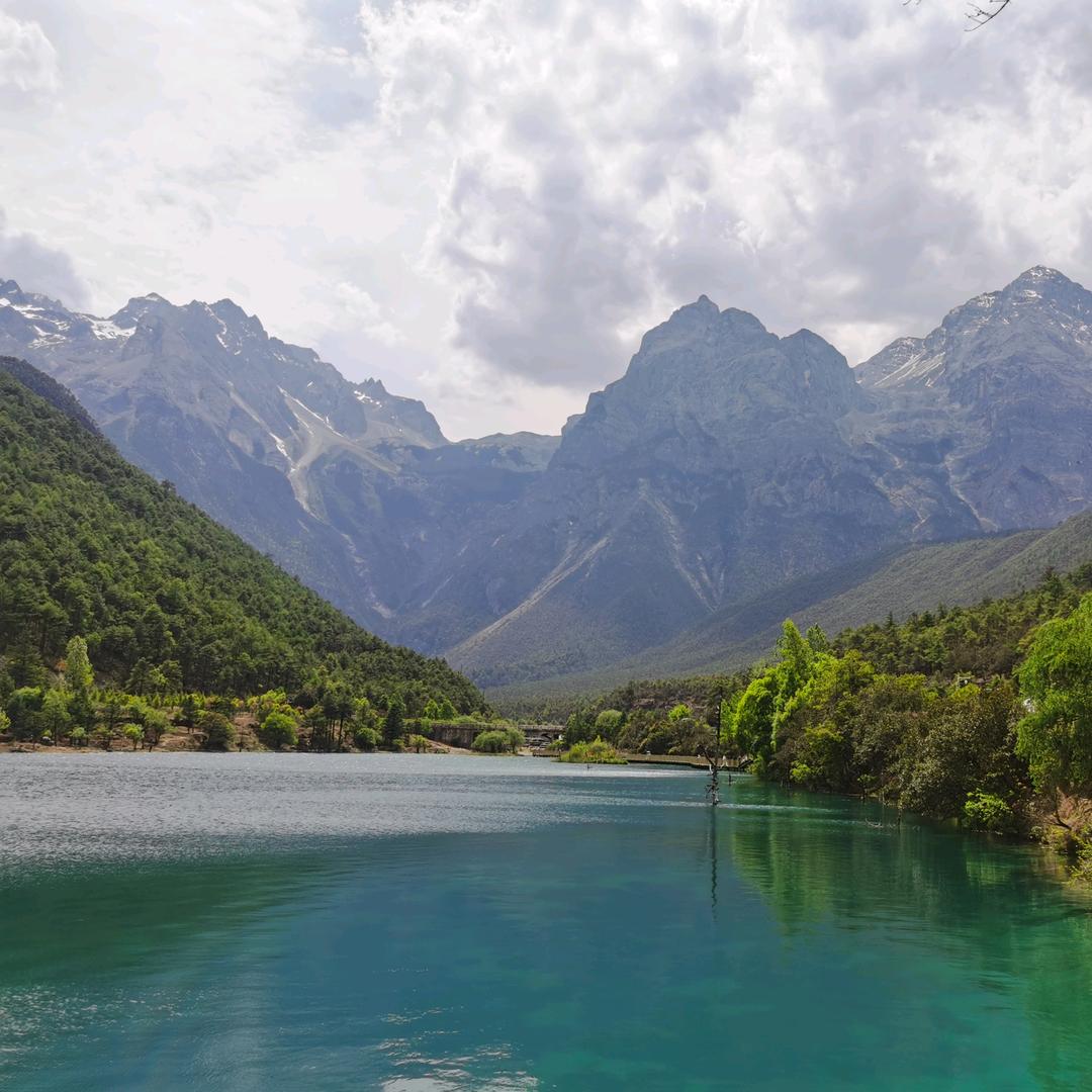 柠檬有毒吃远志