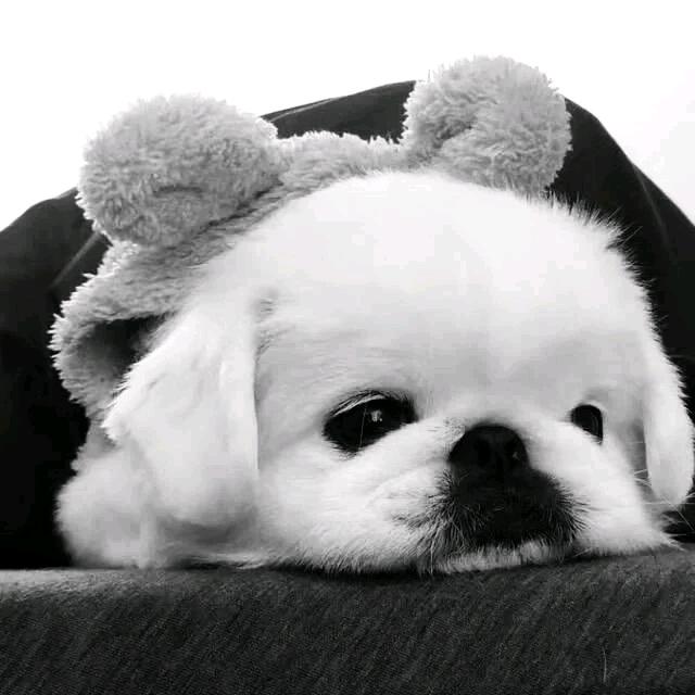 小丑鱼