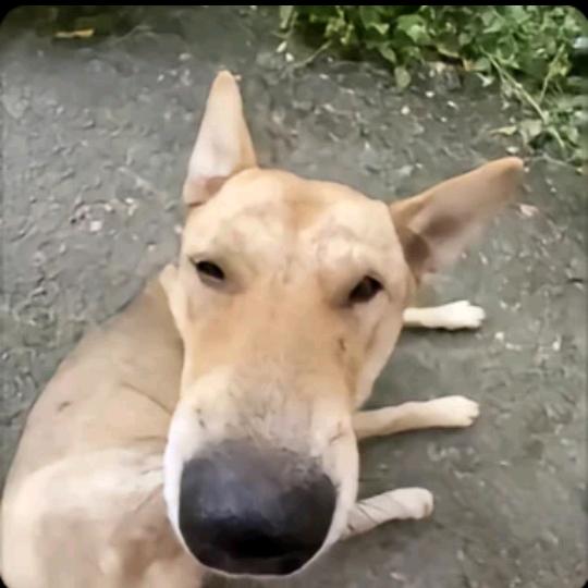 🌈七层皇堡多加芝士